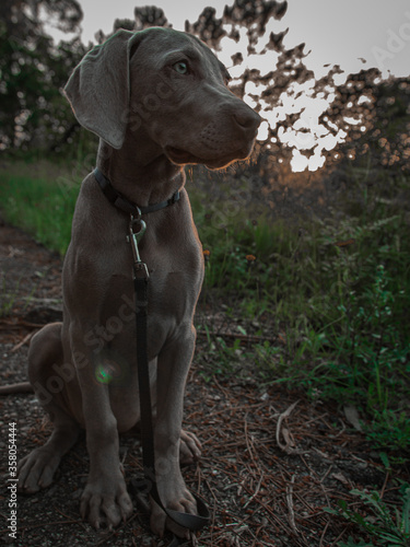 weimaraner