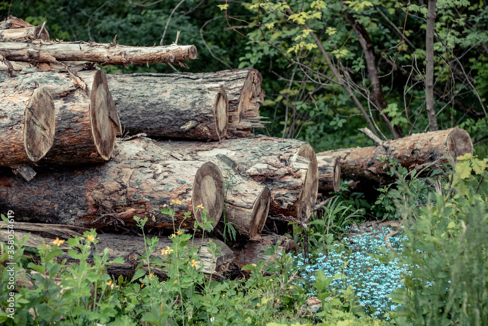 Trees Chopped And Stacked In Forest Trees Chopped And Stacked In Forest