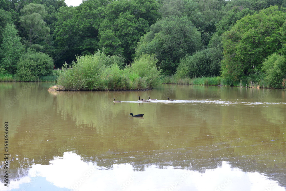A brown water pond in Surrey, England.