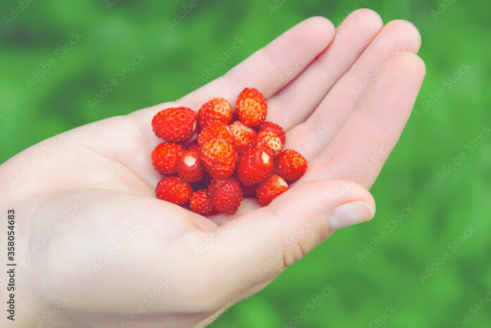 wild strawberries in the palm of your hand wild strawberries in the palm of your hand