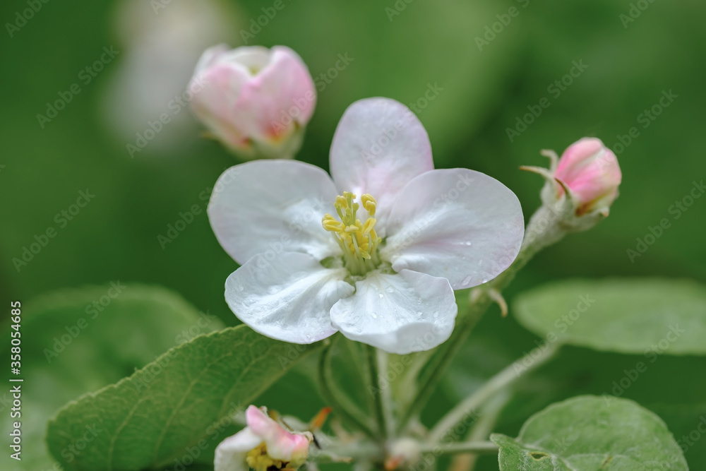 Obraz premium Branches of apple tree with blooming white flowers. Close up view.