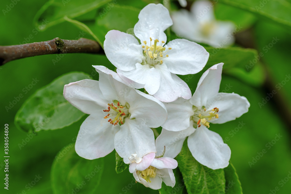 Obraz premium Branches of apple tree with blooming white flowers. Close up view.