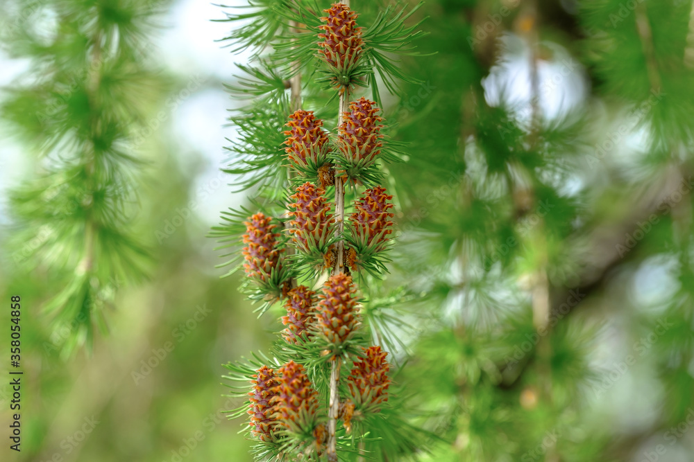 Branches of fir-tree with small cones. Close up view. Branches of fir-tree with small cones. Close up view.