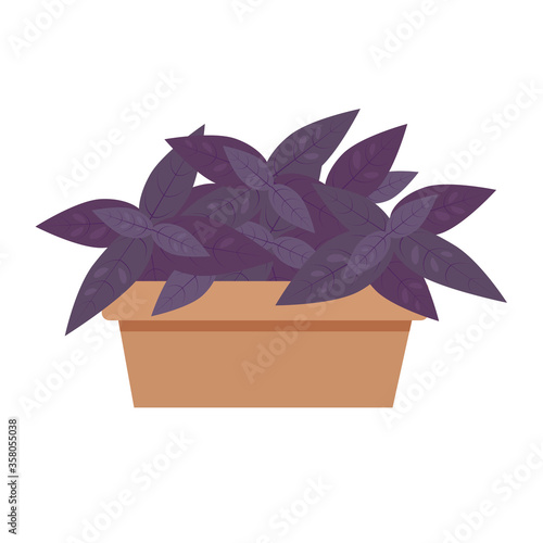 Purple leaves basil in a pot. Garden bed isolated on a white background. Stock vector illustration.