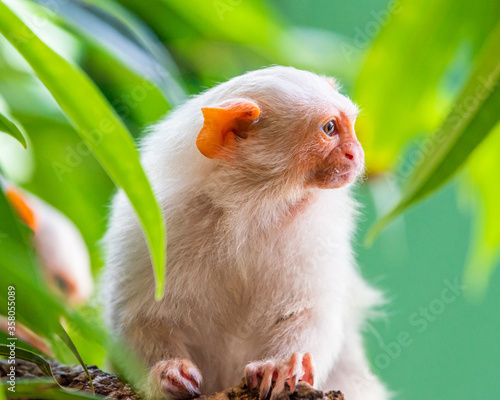 Silvery Marmoset white monkey in tropic rainforest tree photo