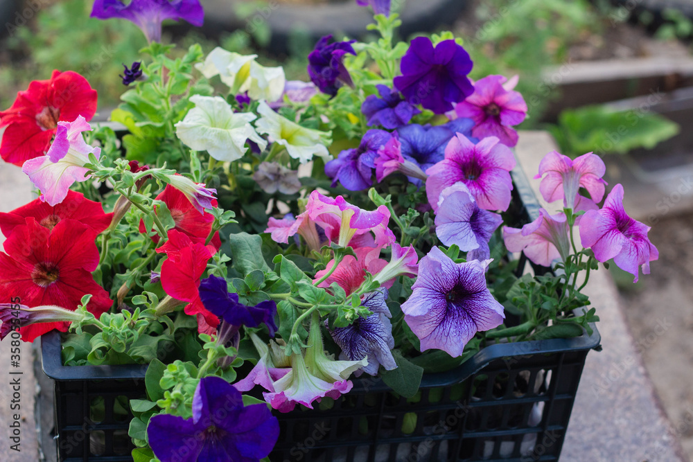 multicolored Petunia flowers ready to be planted in the garden