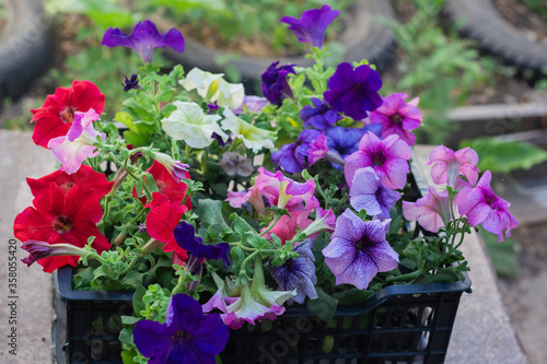Fototapeta Naklejka Na Ścianę i Meble -  multicolored Petunia flowers ready to be planted in the garden