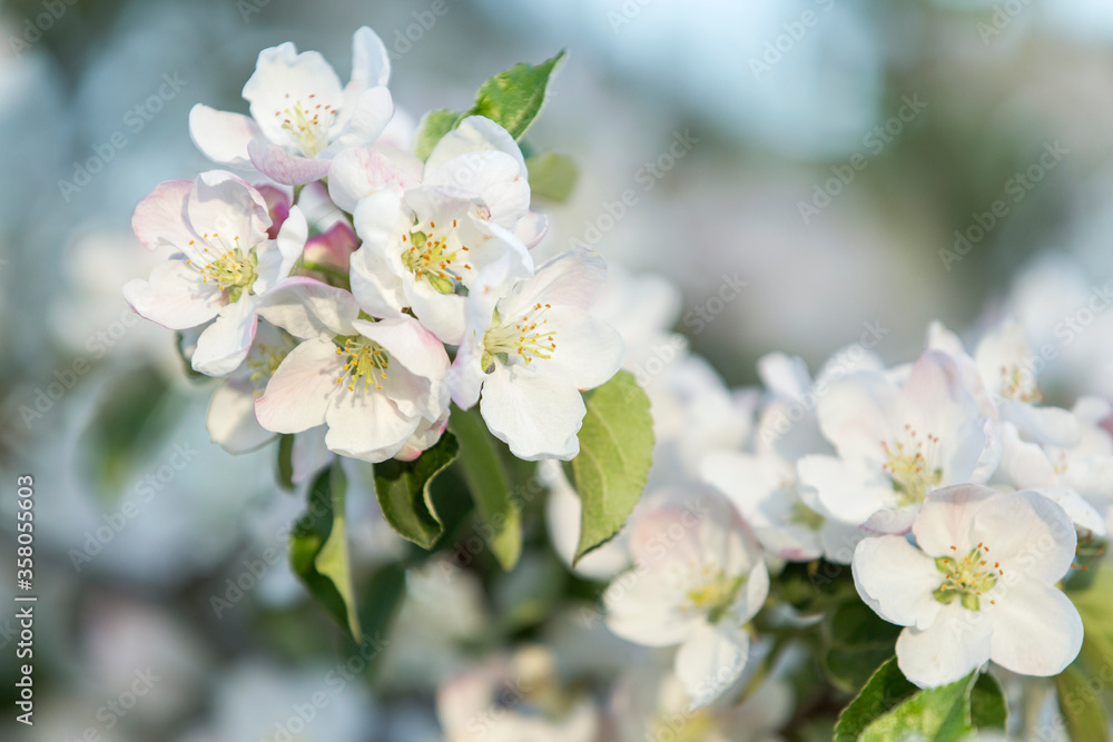 Flora and plants, mushrooms, flowers and trees of Russia