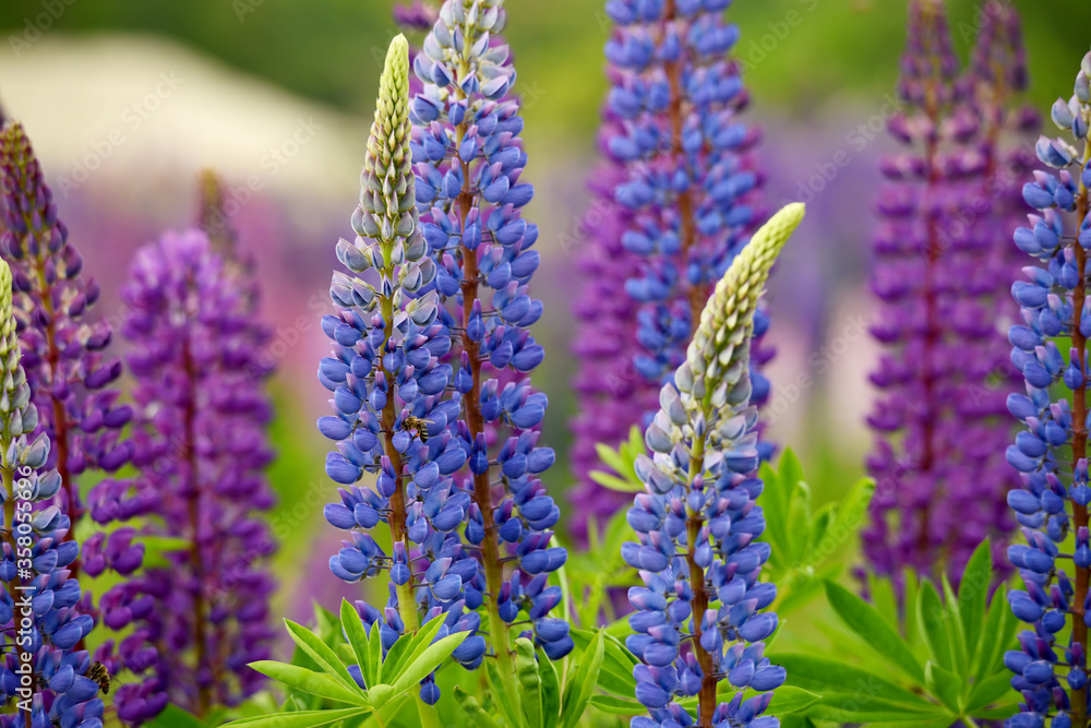 Lush flowering of multi-colored lupine flowers in the meadow. The mood of a warm summer sunny day in nature. Lush flowering of multi-colored lupine flowers in the meadow. The mood of a warm summer sunny day in nature.