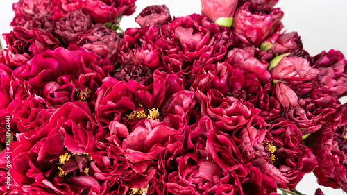 Beautiful dark pink roses close up macro shot. 