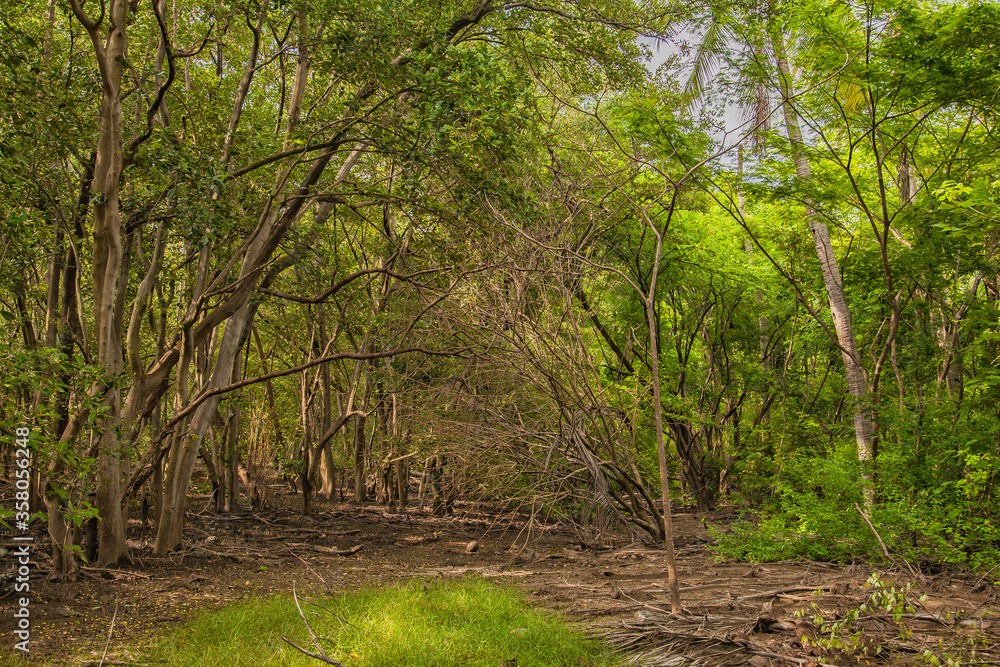 Fototapeta premium A beautiful view of the impenetrable jungle in Costa Rica.