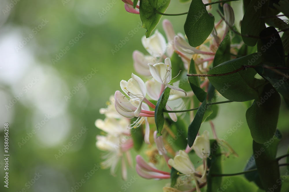 Obraz premium Flowers Lonicera carifolium in the garden