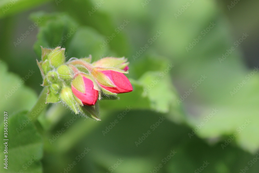 Pink rose bud with pale green back