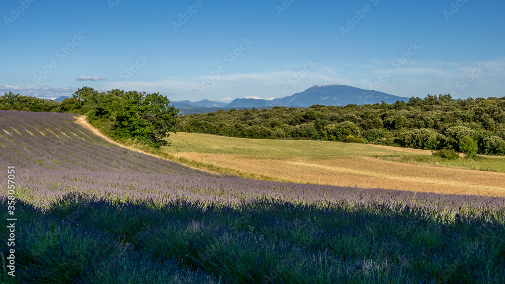 Fototapeta premium View of Mont Ventoux and lavender and wheat fields