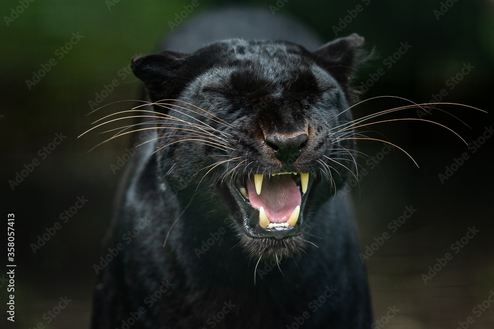 Black Panther in the jungle