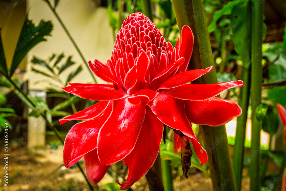 Tropical red flower on the bush in Thailand Tropical red flower on the bush in Thailand