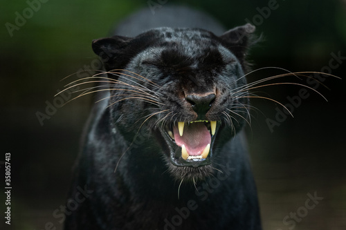 Obraz na płótnie Black Panther in the jungle w salonie