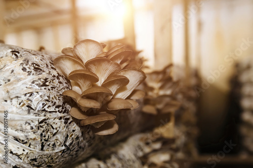 Принти на полотні Oyster mushroom cultivation growing in farm on oil cake substrate