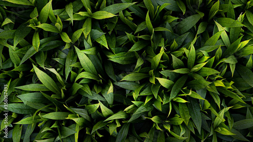 Green leaves background. Carpet of lush green leaves on a warm summer day
