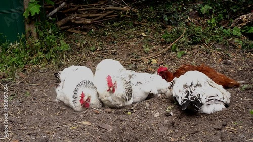 Light Sussex and a brown hybrid hen dust bathing. British Isles photo