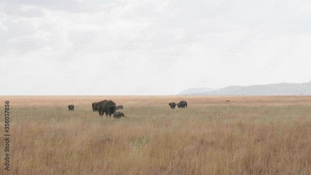 Landscape of one of the wonders of the natural world and herd of elephants. Tanzania, Africa. Landscape of one of the wonders of the natural world and herd of elephants. Tanzania, Africa.