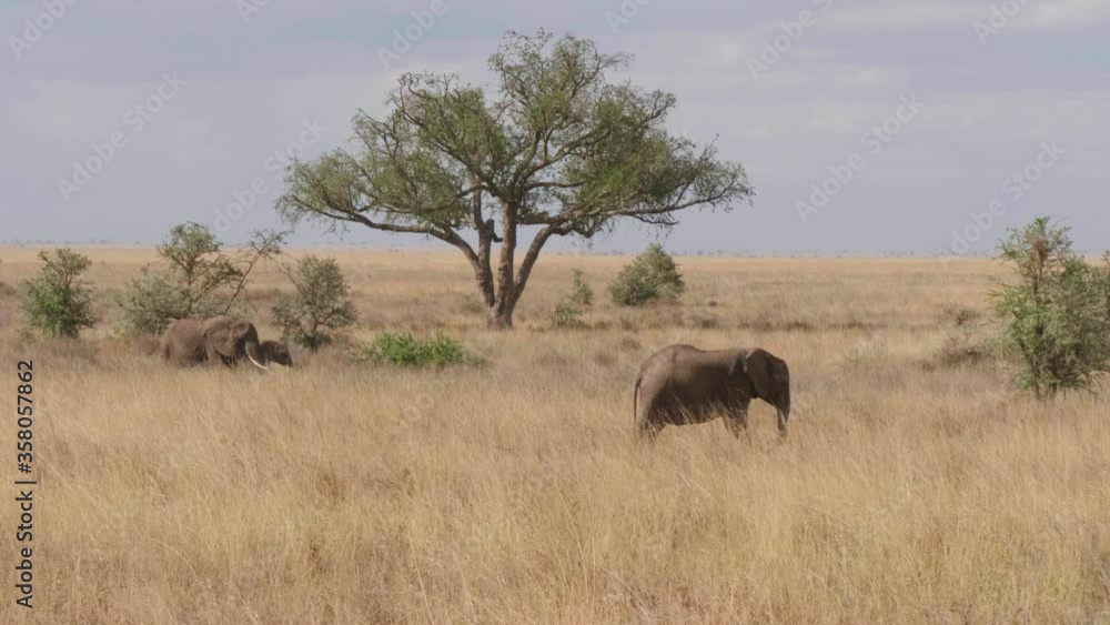Small group of African elephants in the savannah, Tanzania. Small group of African elephants in the savannah, Tanzania.
