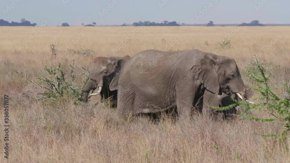 Adult elephants feeding, Serengeti, Tanzania. Adult elephants feeding, Serengeti, Tanzania.