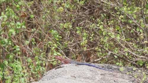 Wallpaper Mural Colorful lizard on rock performing heat exchange. Torontodigital.ca