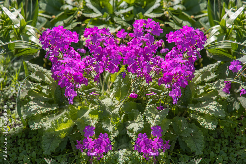 Fototapeta premium Group of violet primula or primrose flowers grows on a green background of leaves and grass in a park in summer
