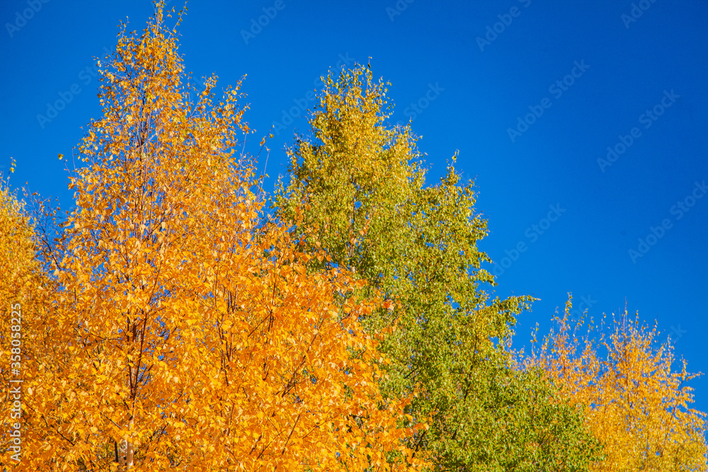 Golden autumn background.