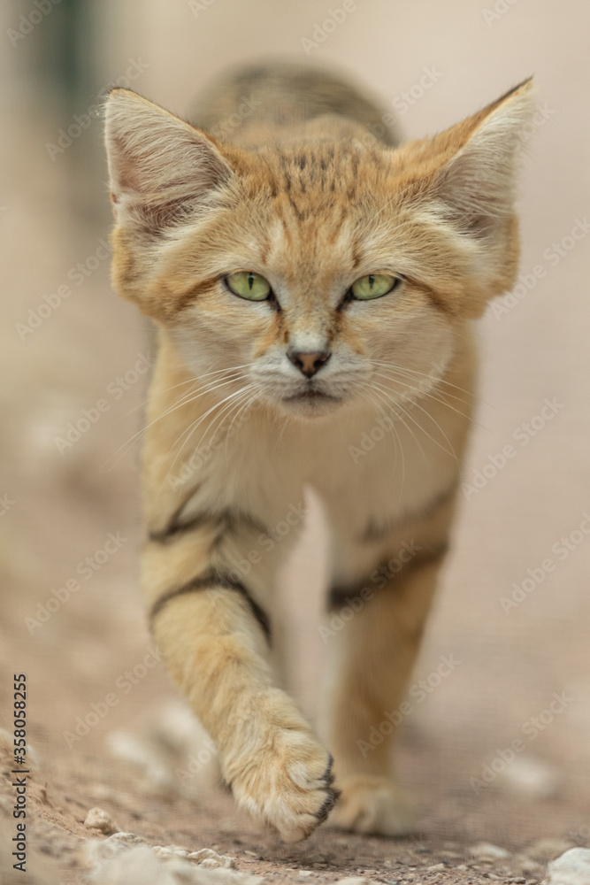 Sand cat in the desert