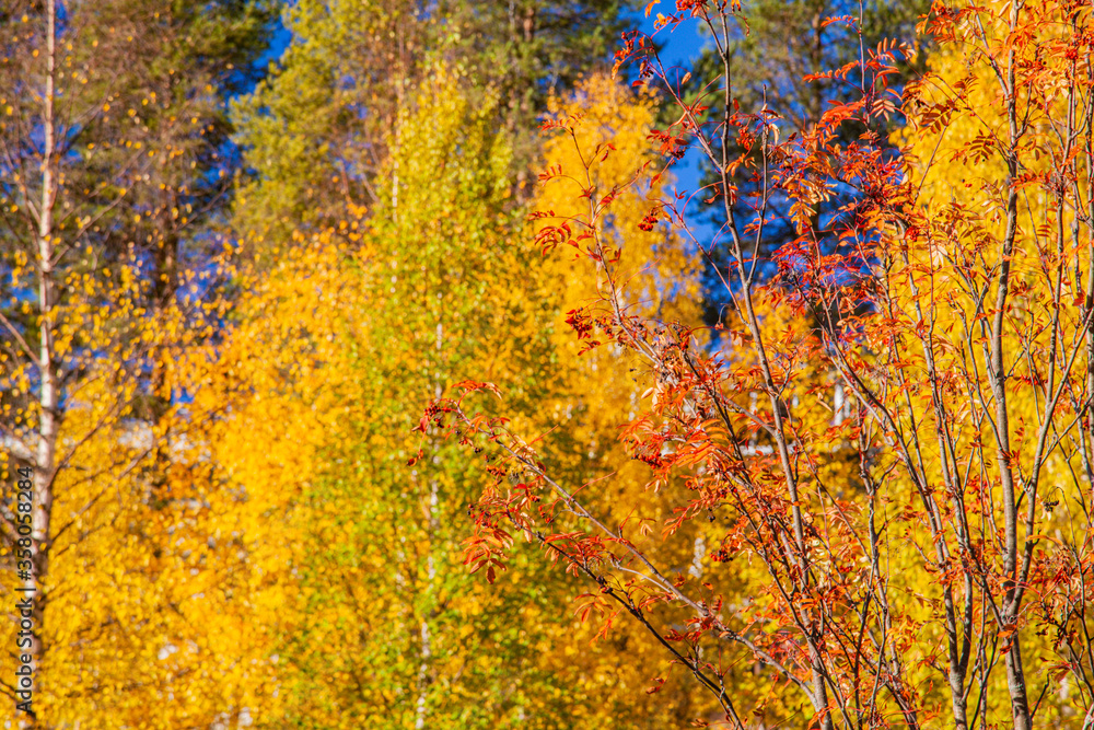 Golden autumn background.