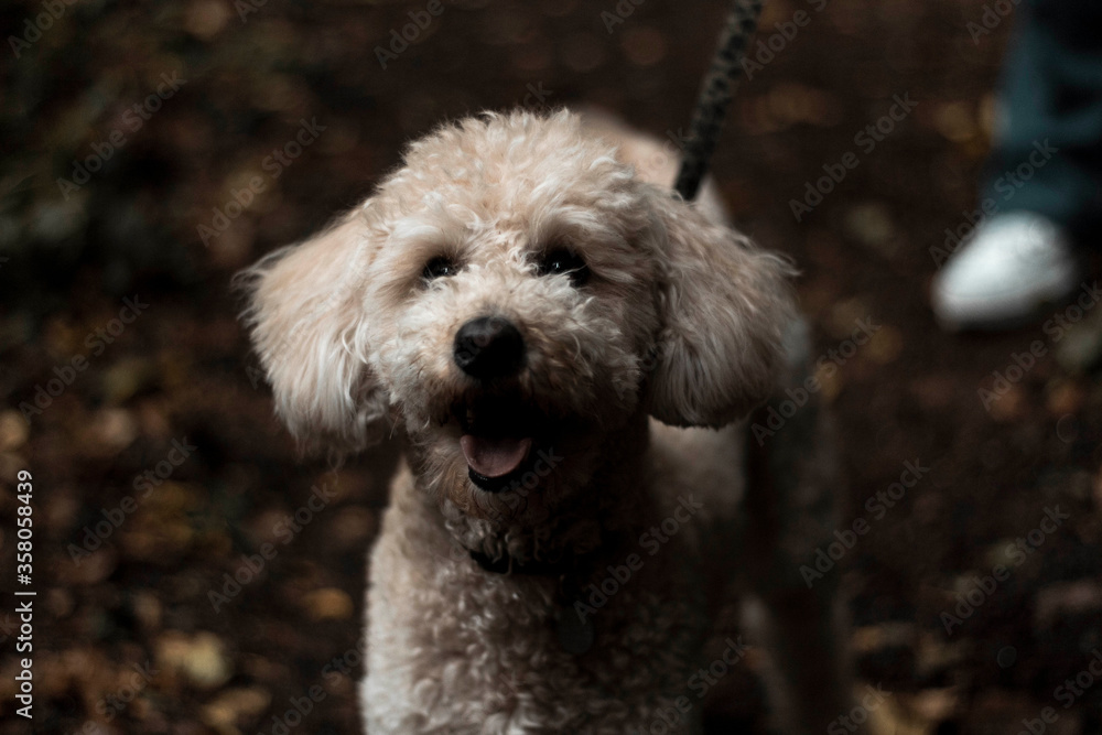 White poodle White poodle