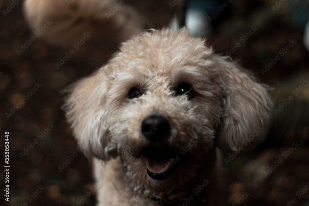 White poodle White poodle