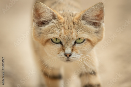 Sand cat in the desert © AB Photography