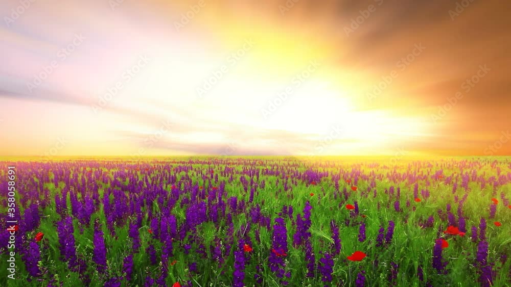 field of flowers and the cloudy sky field of flowers and the cloudy sky