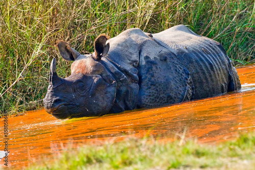 Greater One-horned Rhinoceros, Indian Rhinoceros, Asian Rhino, Rhinoceros unicornis, Wetlands, Royal Bardia National Park, Bardiya National Park, Nepal, Asia photo