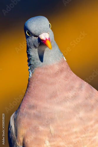 Wood Pigeon, Columba palumbus, Spanish Forest, Castile and Leon, Spain, Europe photo