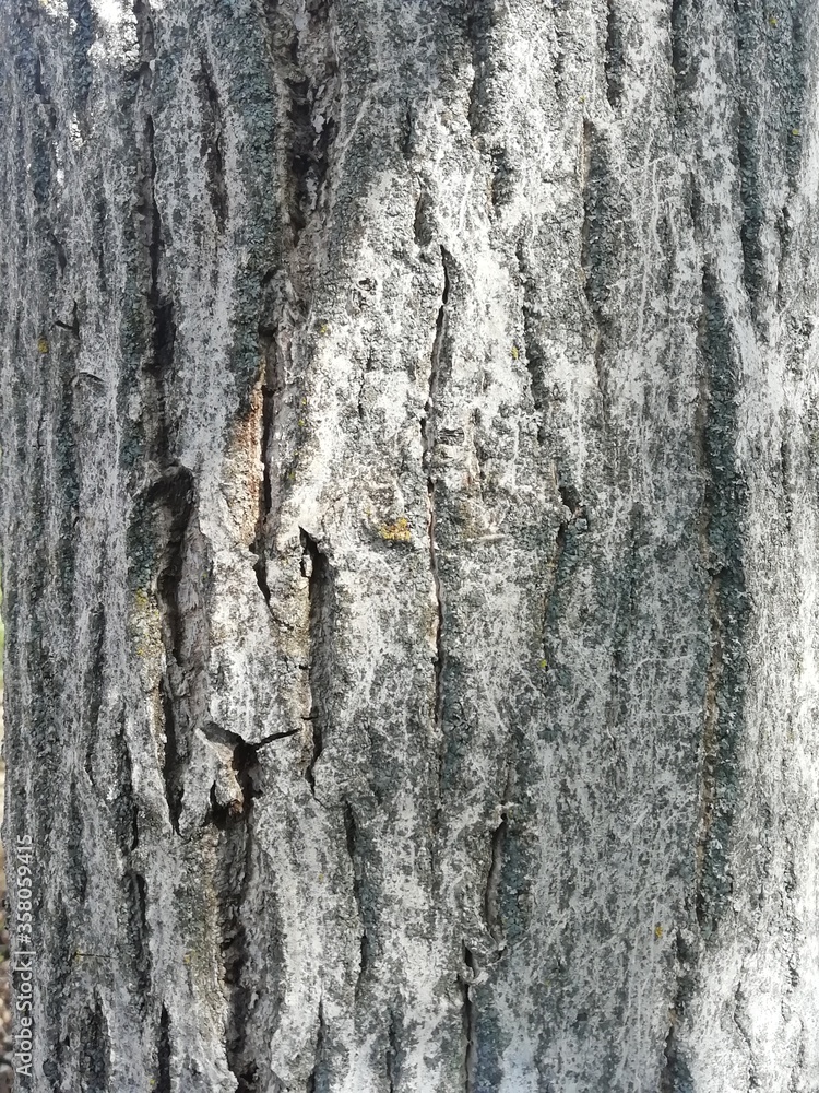 primer plano de tronco de árbol en tonos grises y marrones primer plano de tronco de árbol en tonos grises y marrones