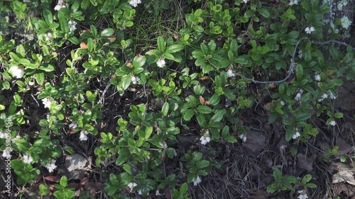Spring. Whortleberry; (Vaccinium vitis idaea) bloom in the boreal forests of Europe. Bumblebees and bees
 photo