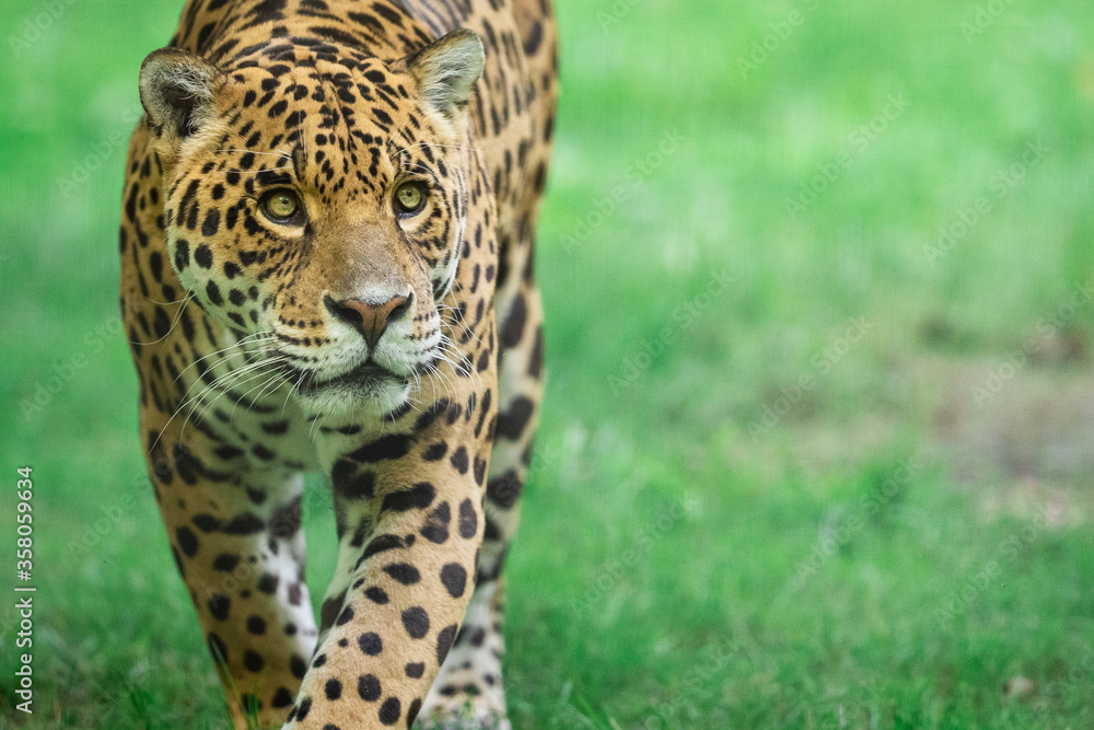 Jaguar walking in the jungle
