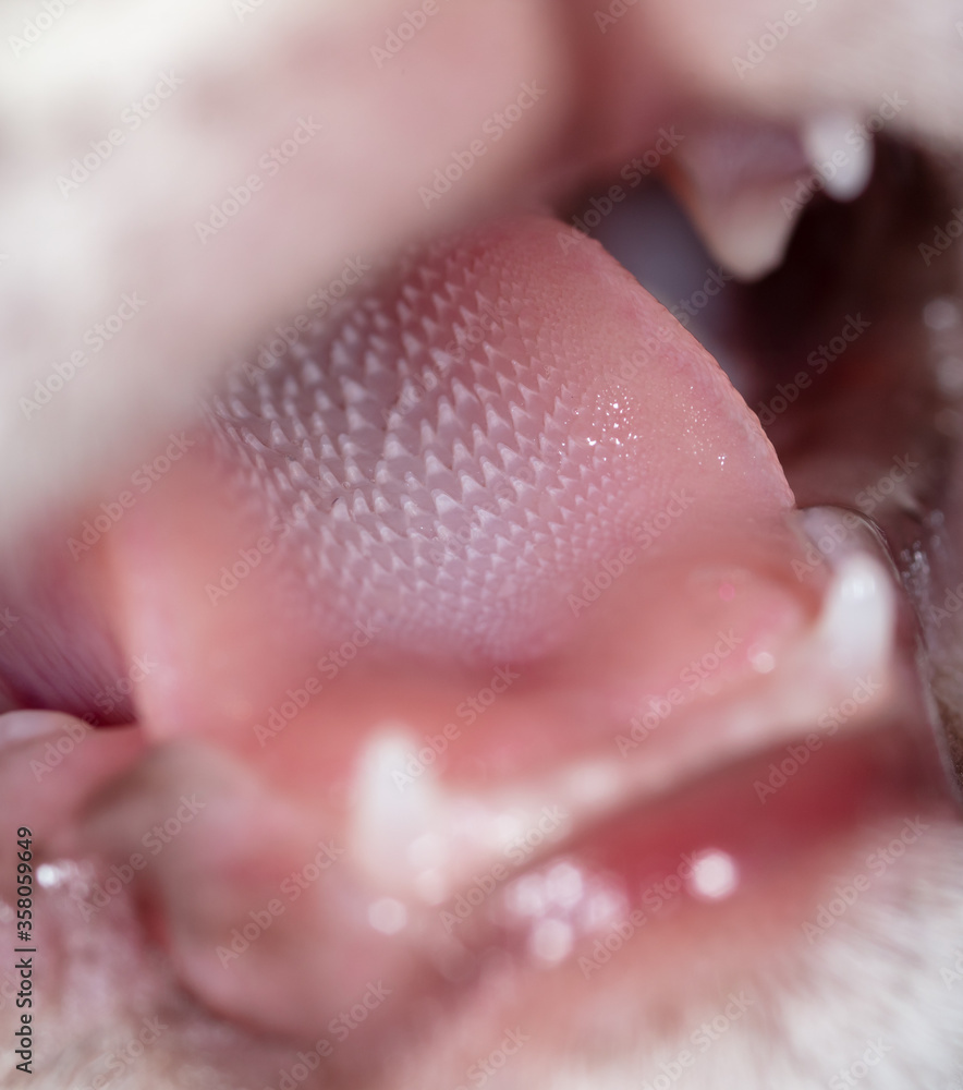 Obraz premium The kitten screaming opened its mouth.