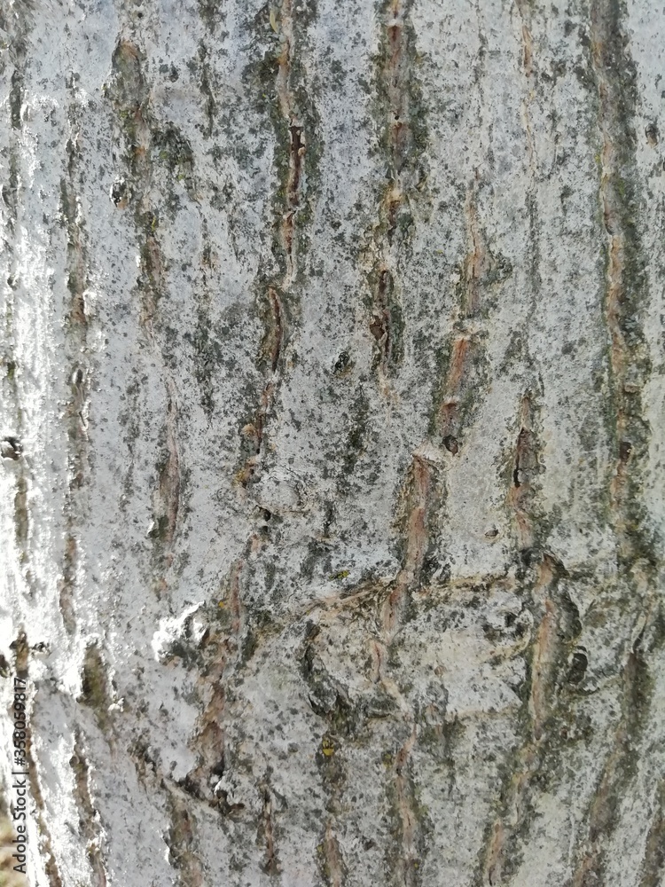 primer plano de tronco de árbol en tonos grises y marrones primer plano de tronco de árbol en tonos grises y marrones