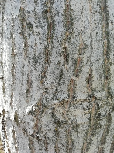 primer plano de tronco de árbol en tonos grises y marrones