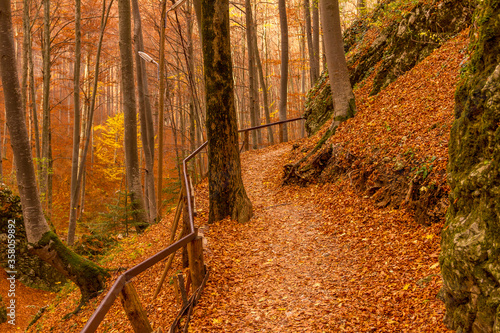 Forest during autumn in Rasnov, Romania photo