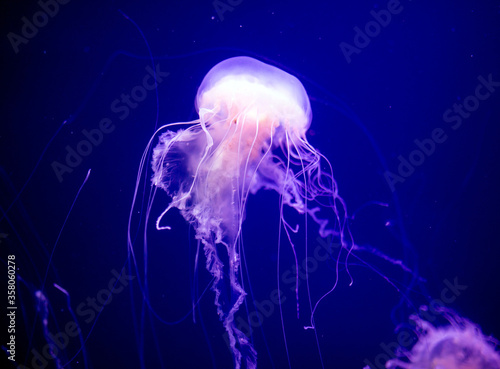 Beautiful jellyfish, medusa in the neon light with the fishes. Aquarium with blue jellyfish and lots of fish. Making an aquarium with corrals and ocean wildlife. Underwater life in ocean jellyfish. © The Len