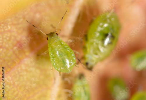 Close-up of aphids on a leaf of a tree.