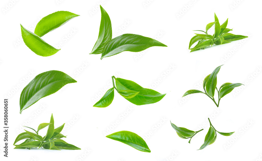 set of Green tea leaf isolated on white background. set of Green tea leaf isolated on white background.