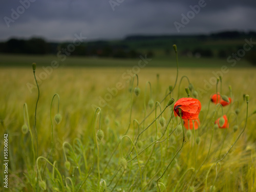 Mohn vor Getreidefeld