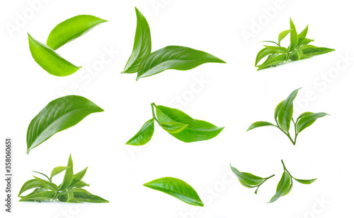 set of Green tea leaf isolated on white background.